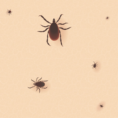Encephalitis tick. Mite skin dust parasite icon illustration. Parasite silhouette. Bed bug Cimex lectularius on human skin.のイラスト素材