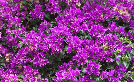 Purple Bougainvillea Flower photo on nature background .の写真素材