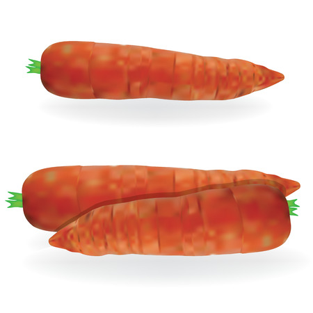 Carrot vector foodのイラスト素材