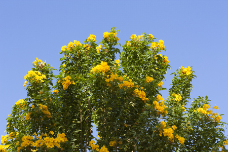 Yellow spring flowers on the tree over blue sky photoの写真素材