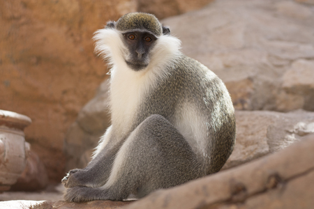 Green monkey animal in their natural habitat photo. Africa. Kenya.の写真素材