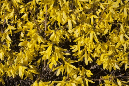 Yellow flowers Forsythia on the bush texture photo in springの写真素材