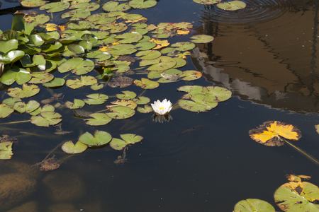 Water lily flowers sunlit on lake. In water is reflection of sky and hill photoの写真素材