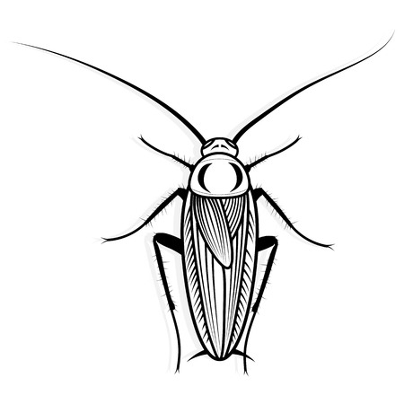 Cockroach vector design vector animal illustration for t-shirt. Sketch tattoo design.のイラスト素材