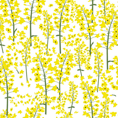 Rape canola flower seamless vectorのイラスト素材