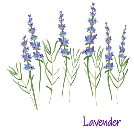 lavender flowers, vector drawing medicinal plant botanical illustration, isolated floral element - Vectorのイラスト素材