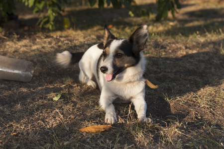 Jack Russell Terrier dog photoの写真素材