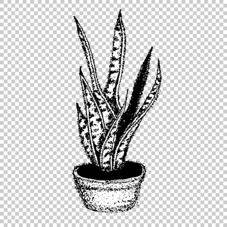 Sansevieria or pike tail, houseplant. Scandinavian style. Element for design . A symbol of endurance. Vector illustration tattoo, sketchのイラスト素材