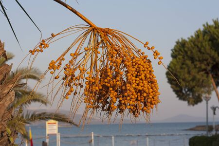 yellow Ripe fruits dates swaying to the wind on date palm on the blue sky background dates fruit on the palm tree photoの写真素材