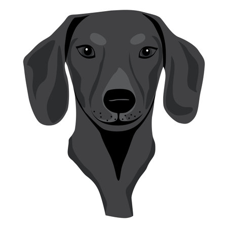 Dachshund dog puppy isolated vector illustrationのイラスト素材