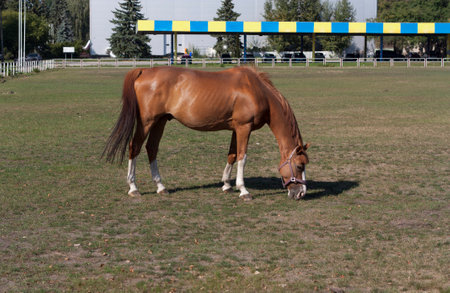 Horse eating grass on a spring, summer field photoの写真素材