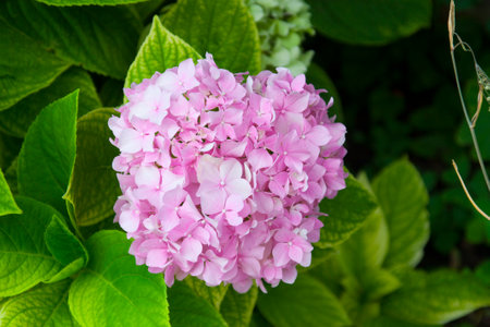 Pink hydrangea flowers, watercolor botanical painting. Floral design photoの写真素材