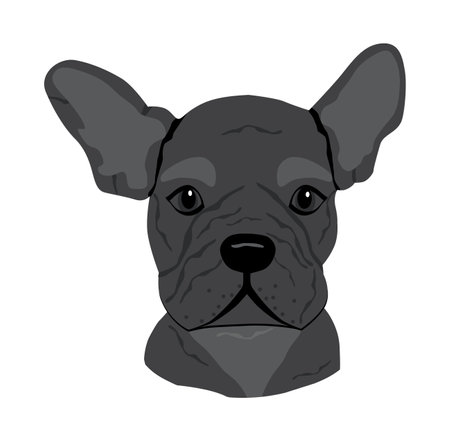 Cute dog Muzzle of frenchie buldog with bunny ears sitting in pocket. T-shirt print for kids apparel.のイラスト素材