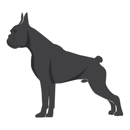 Vector image of an dog boxer on white backgroundのイラスト素材