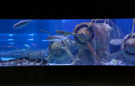 Sunken plane under water in Antalya aquarium of Turkey photoの写真素材