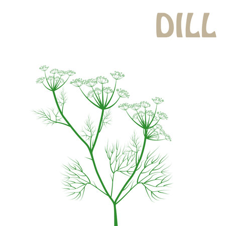 vector linear illustrations of dill, sulfur root sketch, fennelのイラスト素材