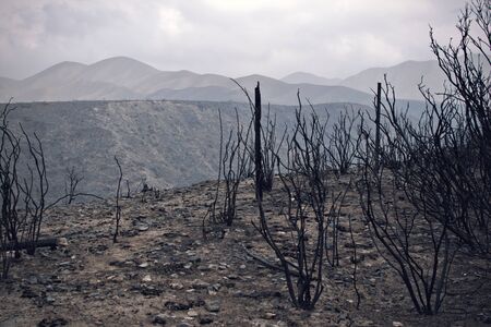 The charred remains of burned trees after a wild fire the Las Vegas, province of Mendoza, Argentina.の写真素材