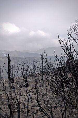 The charred remains of burned trees after a wild fire the Las Vegas, province of Mendoza, Argentina.の写真素材