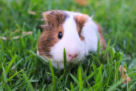 Cute guinea pig grazing in a green fieldの写真素材