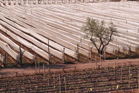 Rows of pruned grape vines protected under white antihail netting in the province of Mendoza, Argentina.の写真素材
