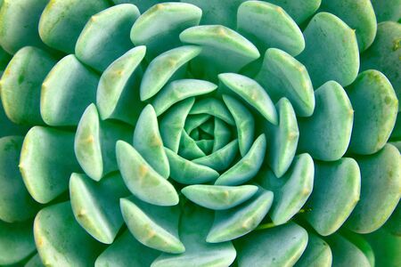 Mexican snow ball (Echeveria elegans). Full frame detail close up.の写真素材