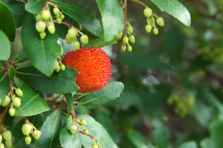 Red strawberry tree fruits (Arbutus unedo) ripe on the tree.の写真素材