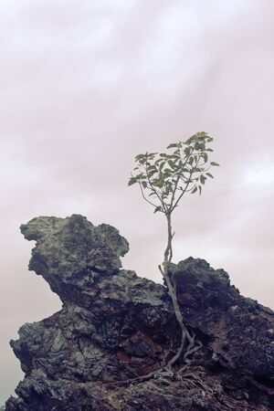 Lone tree growing atop a rock on the beach of Phuket, Thailand.の写真素材