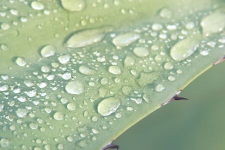 Water droplets on a sentry plant (Agave americana) leaf after the rain. Detail macro close up.の写真素材