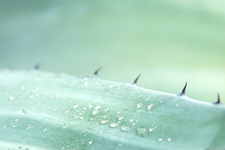 Water droplets on a sentry plant (Agave americana) leaf after the rain. Detail macro close up.の写真素材