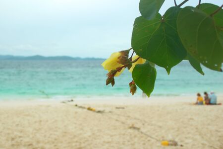 Yellow flowers on the beach of Yao Yai island, Thailand. A family can be seen on the background.の写真素材