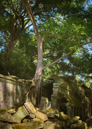 Large tree growing over a wall on the outer gallery of Ta Prohm temple ruins, located in Angkor Wat complex near Siem Reap, Cambodia.の写真素材