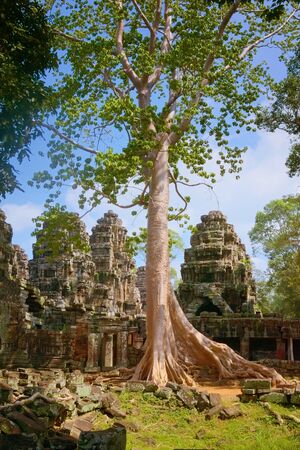 Huge overgrown tree over the ruins of Banteay Kdei temple, located in Angkor Wat complex near Siem Reap, Cambodia.の写真素材