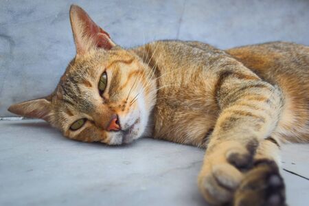 Sleepy-looking stray tabby cat lying on the floor, looking at the camera.の写真素材
