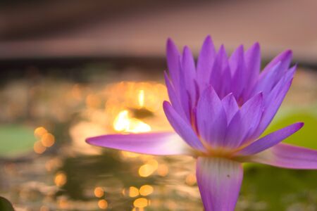 Violet lotus flower in full bloom on a pond at sunset. Selective focus close up with soft bokeh.の写真素材