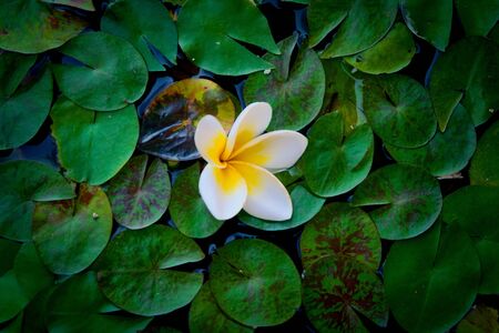 White lotus flower in bloom on a pond, a sacred symbol of Buddhism. Top down view.の写真素材