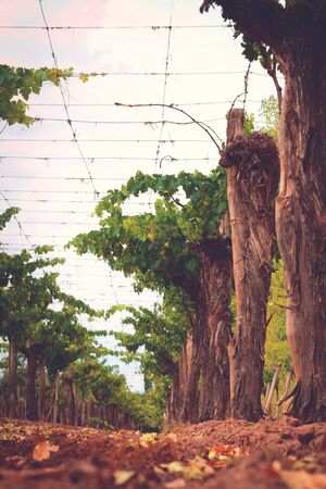 Grapevines on a vineyard estate in Mendoza, Argentina. Wine industry, agriculture background.の写真素材