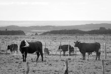 Cows and calves grazing an arid field in Mendoza, Argentina.の写真素材