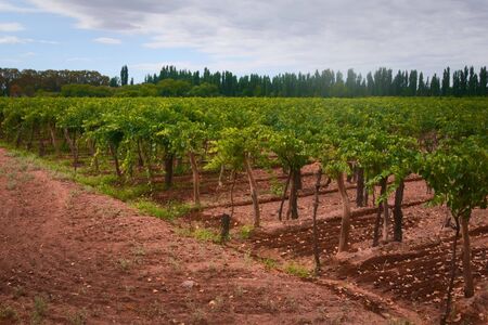 Grapevine rows at a vineyard estate in Mendoza, Argentina. Wine industry, agriculture background.の写真素材