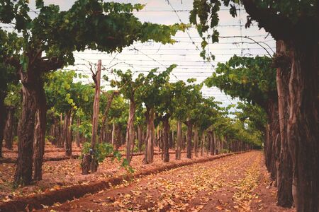 Grapevines on a vineyard estate in Mendoza, Argentina. Wine industry, agriculture background.の写真素材