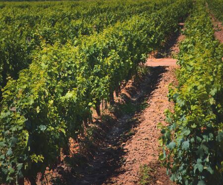 Grapevine rows at a vineyard estate in Mendoza, Argentina. Wine industry, agriculture background.の写真素材