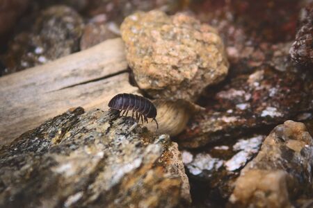 Common pill bug (Armadillidium vulgare), walking over a rock near lake La Florida, in San Luis, Argentina.の写真素材