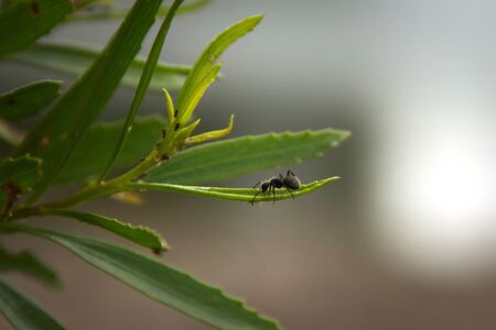 Argentinian carpenter ant (Camponotus mus) walking over a leaf. Specimen spotted near San Luis,...