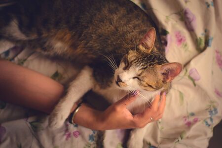Cuddly cat lying in a bed, being petted by a female hand. High angle shot.
