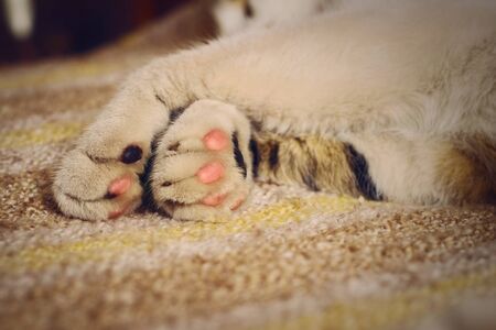 Cute kitten paws on bed. Close up.の写真素材