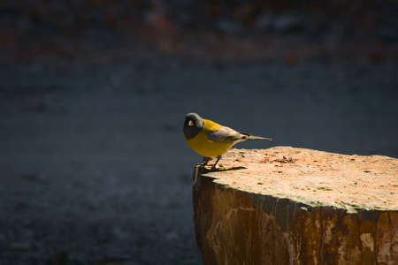 Male grey-hooded sierra finch (Phrygilus gayi) spotted in Villavicencio natural reserve in Mendoza, Argentina.の写真素材
