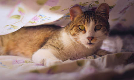 Gorgeous tabby cat with green eyes, staring intensely at the camera, under the bedsheets.の写真素材