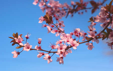 Pink cherry tree flowers in the springtime. Close up.