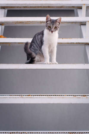 Cute, young tabby cat, sitting on the steps of a metal stairway.の写真素材