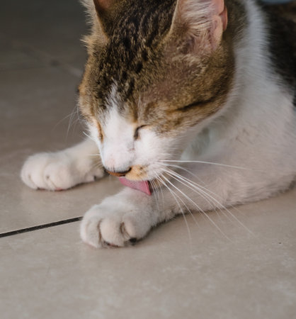 Adult male tabby cat grooming himself. The spines on his tongue can be seen, helping brush the fur.の写真素材