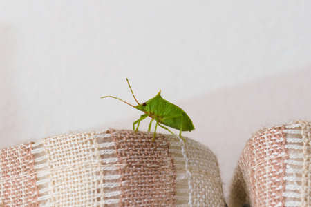 Green stink bug (Nezara Viridula). Close up.の写真素材